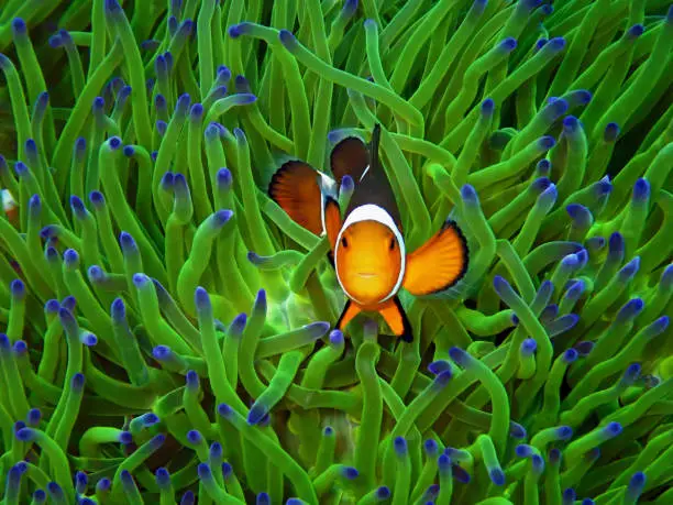 Are Clownfish Poisonous: The Interesting Anemone-Clownfish Relationship
