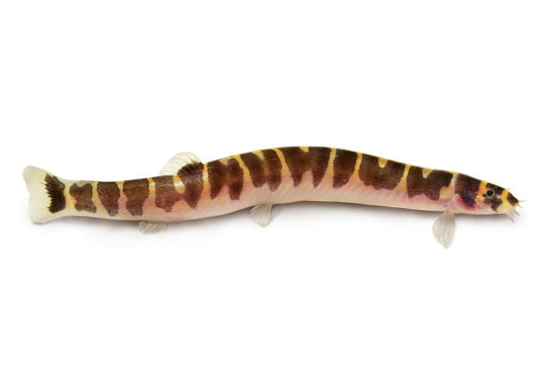 What Do Kuhli Loaches Eat: Feeding Them the Right Food