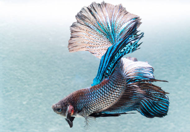 Why Your Betta Fish Is Laying at the Bottom of the Tank
