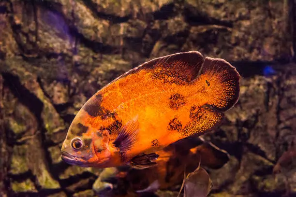 Do Oscar Fish Eat Goldfish: Factors, Prevention & Tips