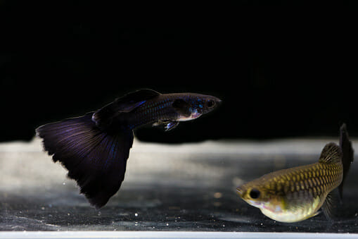 What Do Guppy Fish Eat: Do’s and Don’ts