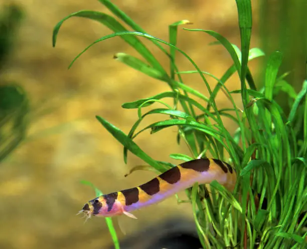 Do Kuhli Loaches Change Color: Is It Normal?