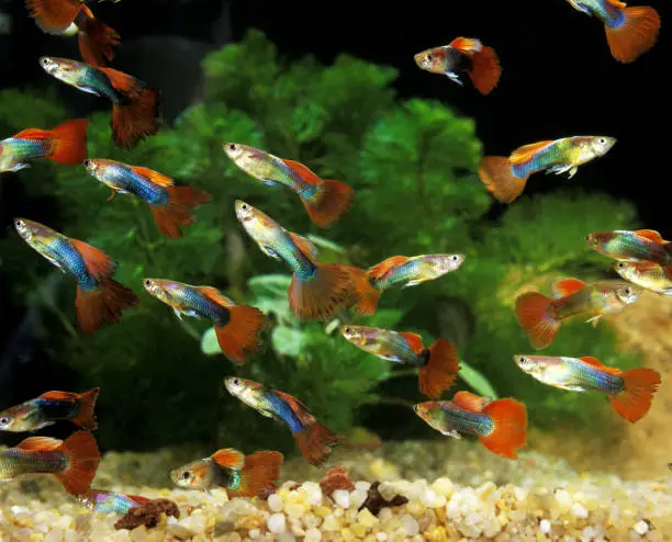 How Big Do Guppy Fish Get: Tips to Grow Guppies Faster