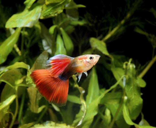 Do Guppies Need an Air Pump: Reasons & Recommendations