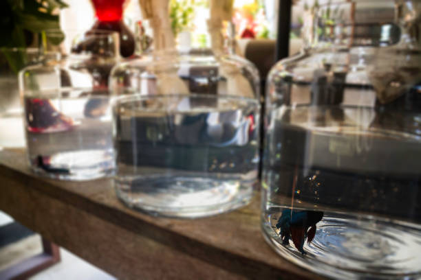 How to Clean Betta Fish Bowl or Tank: Step-by-Step Process
