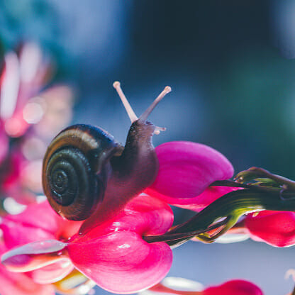 Why Do Snails Die in My Aquarium: Causes & Prevention