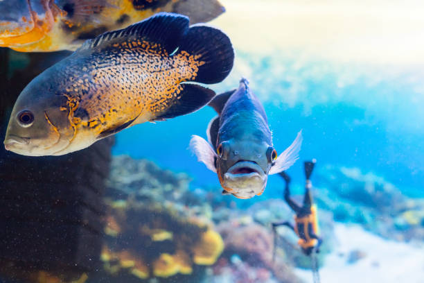 How Long Do Oscar Fish Live for: Tips of Longevity