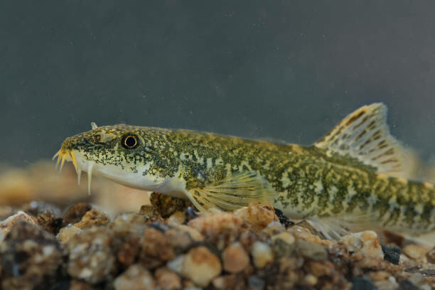 Can Loaches Live with Goldfish: Compatibility Factors