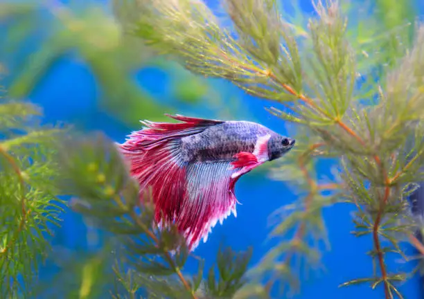 Does Betta Fish Sleep: A Guide to Their Sleeping Pattern