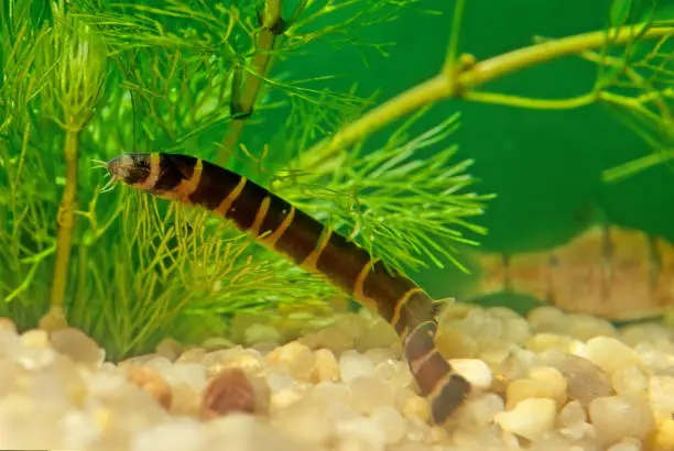 Why Is My Kuhli Loach Swimming Upside Down