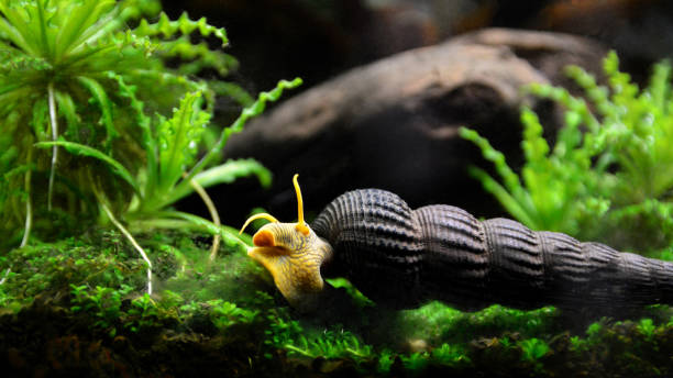 How to Dispose of Aquarium Snails: Different Methods