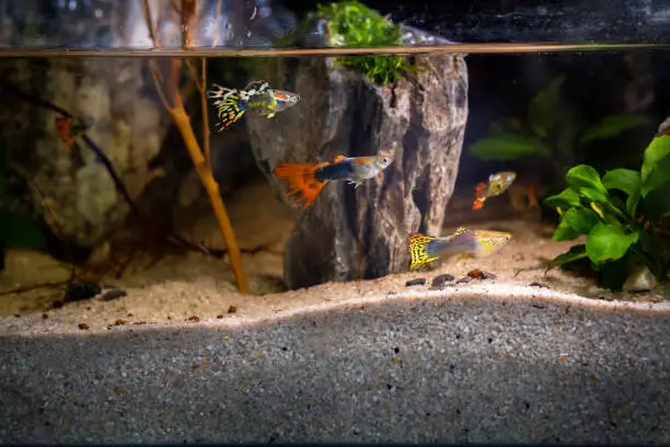 Do Guppies Eat Shrimp: Tips in Keeping Them With Guppies