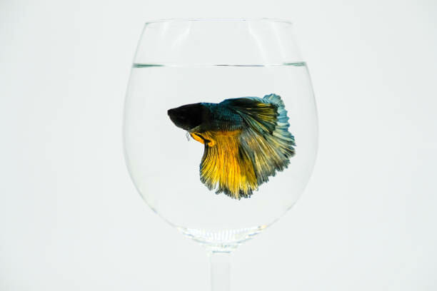 Rarest Betta Fish Colors Ever: The Must-Haves!