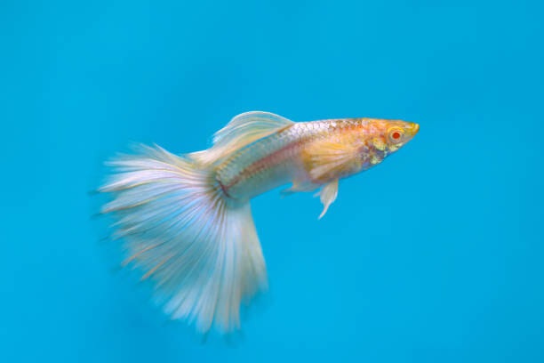 Top 10 Beautiful Guppy Fish: The “Must Have” List