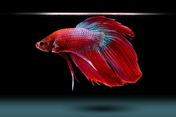 Why Betta Fish Spits Out Food: 8 Most Common Reasons