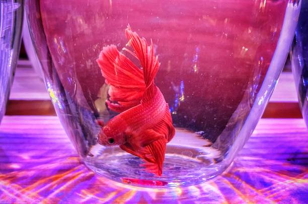 Are Betta Fish Good Pets: Pros and Cons