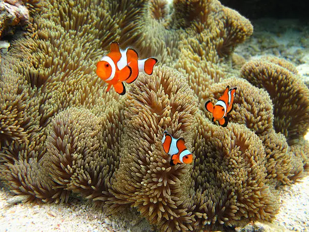 Different Types of Clownfish: 17 Most Interesting Types