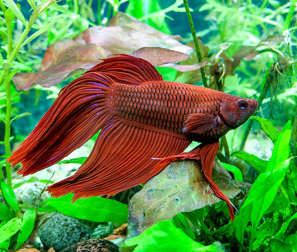 Can a Betta Fish Live in a Vase With a Plant Steps & Care Tips