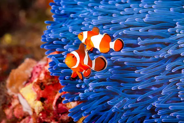 What Do Clownfish Eat: A Guide To Clownfish Foods