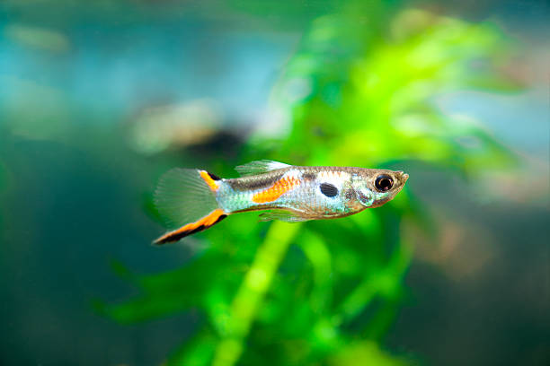 Are Guppy Freshwater Fish: Facts, Habitat & Domestic Care