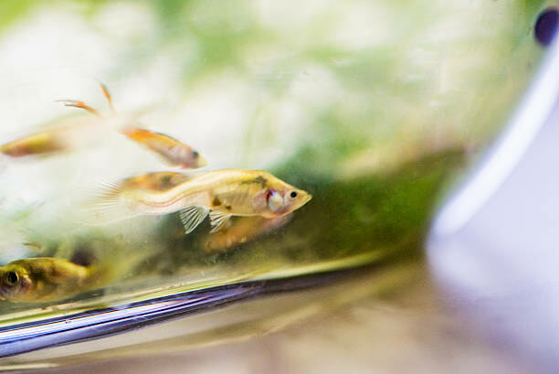 Do Guppies Have Teeth: Is Their Bite Dangerous?