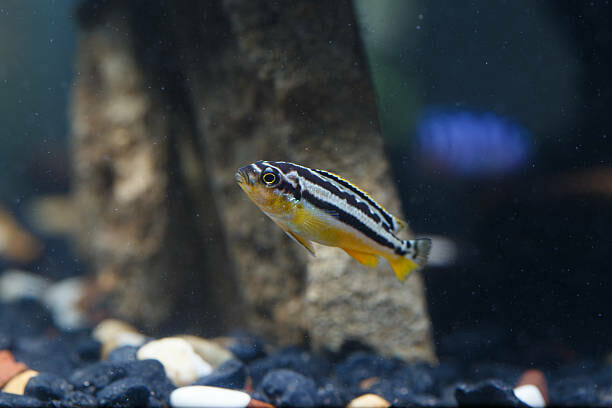 Why Does Zebra Danio Have a Big Belly: Causes and Treatment