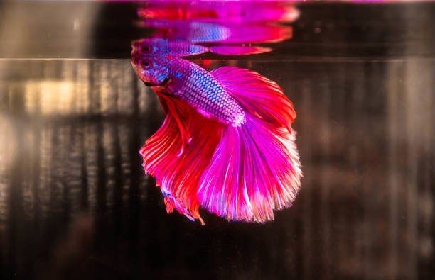 Betta Fish Rotting Fins Treatment: Causes, Prevention & Tips