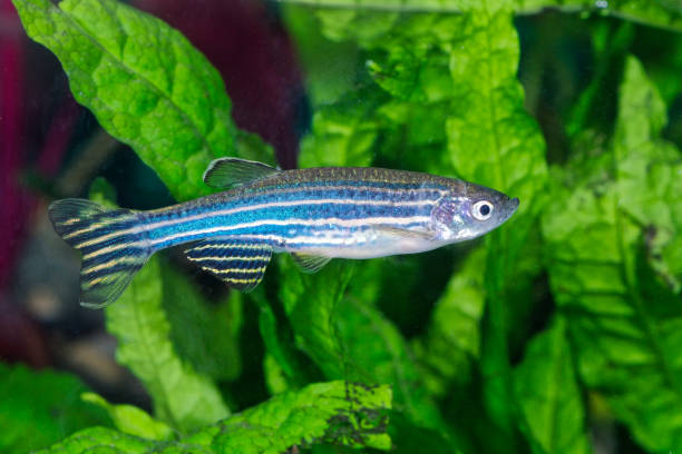 Zebra Danios Types: Top 13 Most Popular Species