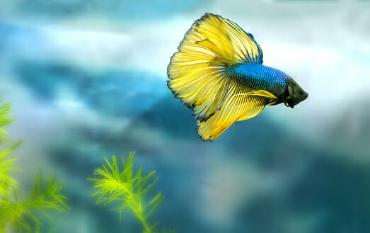 How Much Is a Betta Fish: Prices & Costs of Living