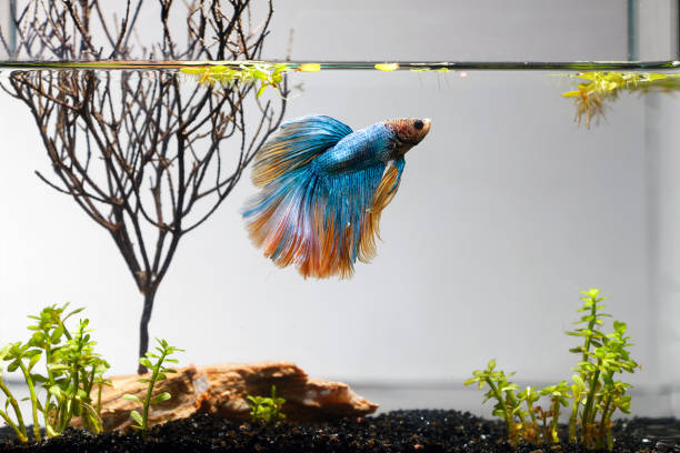 How Do You Know When a Betta Fish Is Going to Die? - HomeTanks