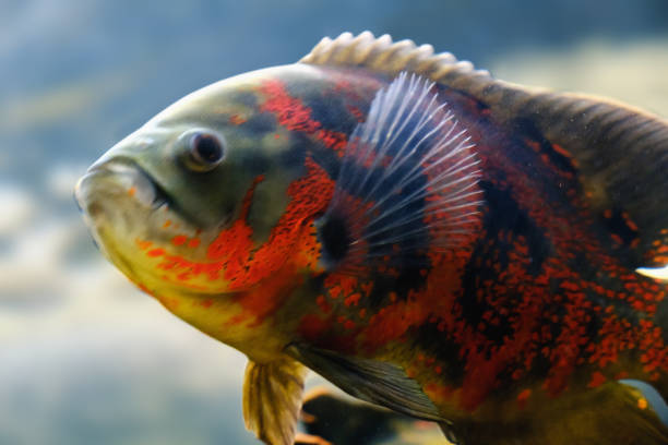 Are Oscar Fish Aggressive: Causes & Prevention