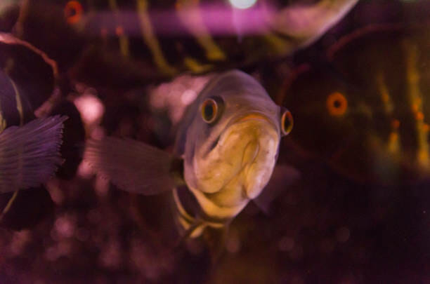Biggest Oscar Fish: Maximum Size and Care Tips