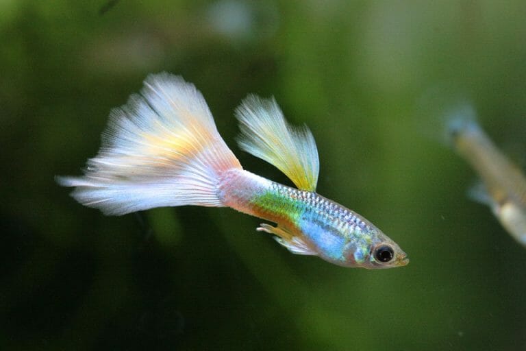 Do Guppies Like Current: Reasons, Impacts & Solutions