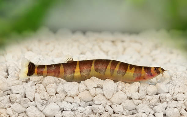 How Much Do Kuhli Loaches Cost: Prices, Factors & Care Tips