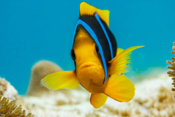 Clownfish Twitching: Causes and When to Worry