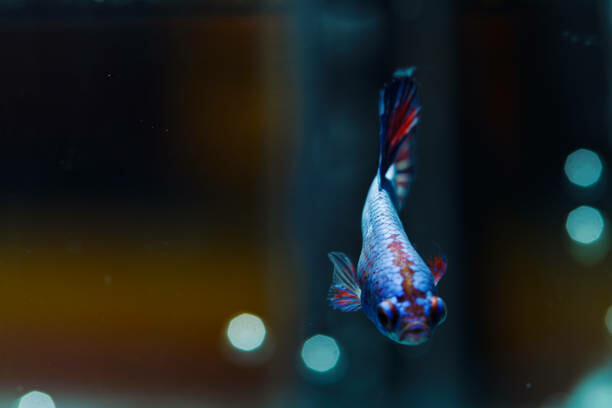 Are Betta Fish Nocturnal: Sleeping Behavior, Facts & Care Tips - HomeTanks
