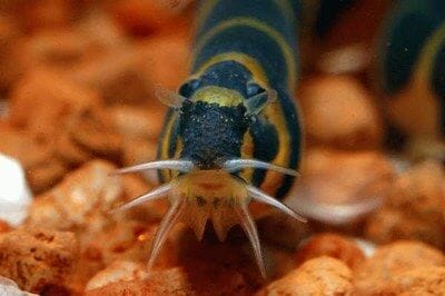 How Long Do Kuhli Loaches Live: Tips For a Longer Life
