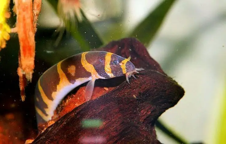 Are Kuhli Loaches Schooling Fish: Care Tips You Should Know
