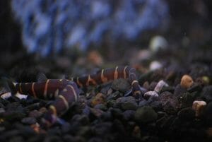 Types of Kuhli Loaches: Popular Types & Unique Features - HomeTanks