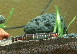 Will Kuhli Loaches Eat Shrimp: Reasons and Compatibility Factors