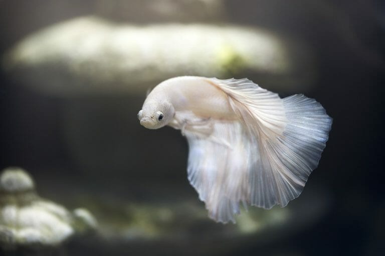 Can Betta Fish Live in Tap Water: The Ultimate Guide to Water Parameters for Bettas