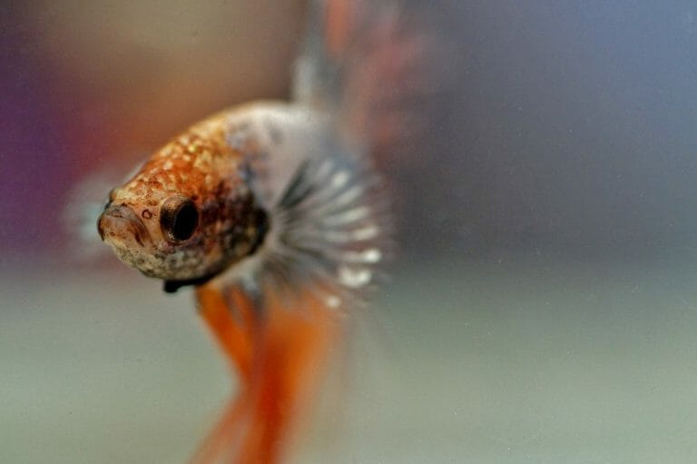 Do Betta Fish Shed: Causes, Factors, and Treatment