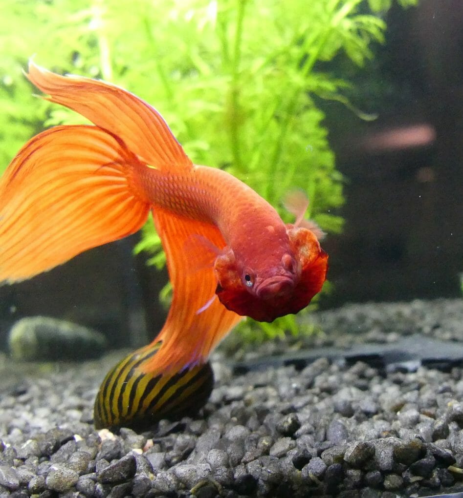 What Do Betta Fish Like in Their Tank Providing Bettas the Perfect
