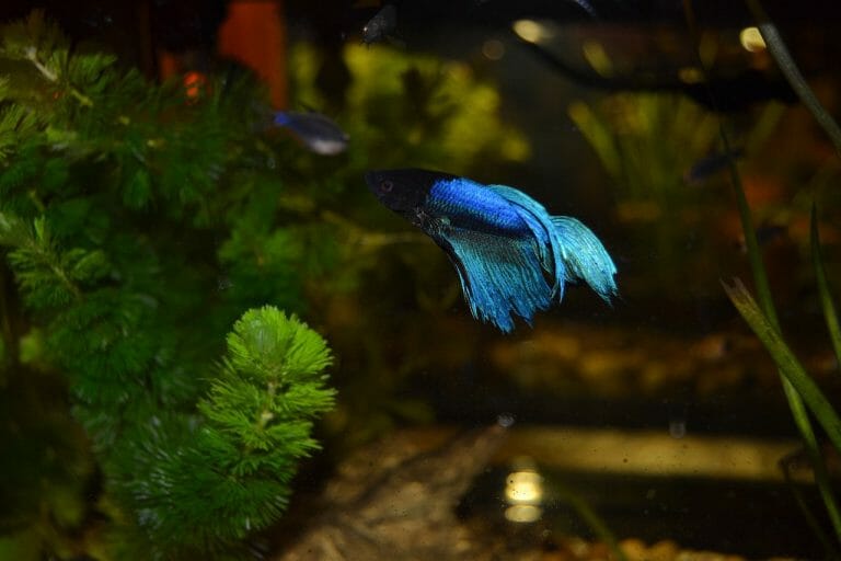 Do Betta Fish Float When They Die: Signs, Treatment, and When to Worry