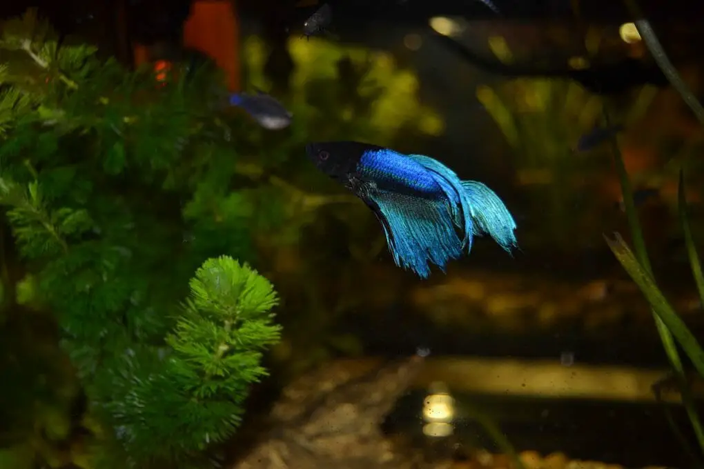 Do Betta Fish Float When They Die: Signs, Treatment, and When to Worry - HomeTanks