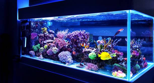 Best Aquarium Dechlorinator: Top 5 Dechlorinators and Benefits
