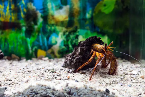Can You Use Aquarium Salt for Hermit Crabs: Ultimate Care Guide