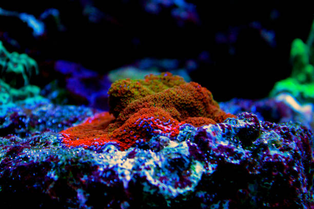 Best Light Spectrum for Aquarium Plants