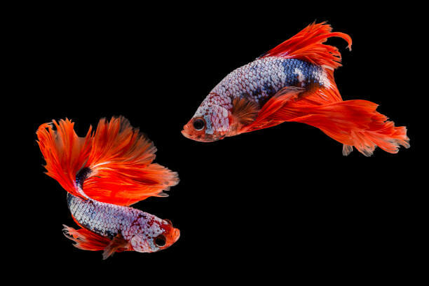 How to Properly Care for a Betta Fish: Tips and Factors