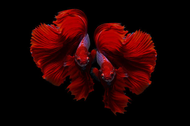 How Do You Know if Your Betta Fish Is Unhealthy: Signs to Look Out for!